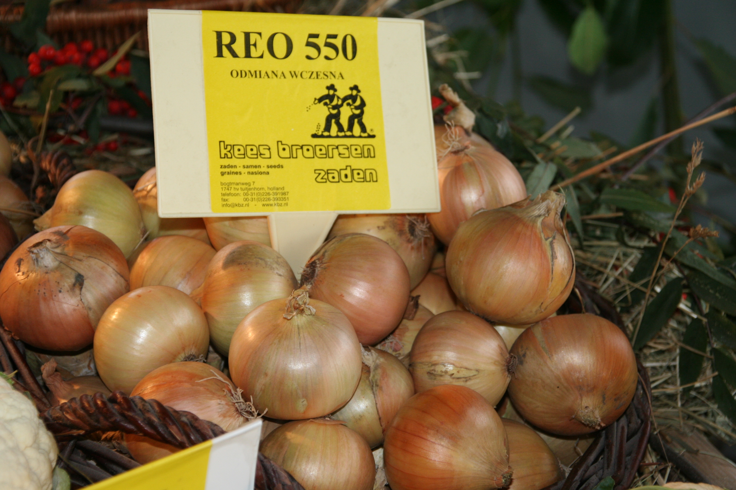 UIEN REO 550 VROEGE HYBRIDE WEER VOLOP LEVERBAAR