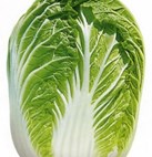 CHINESE CABBAGE KBZ LATE 3906