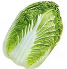 CHINESE CABBAGE KBZ EARLY 3905